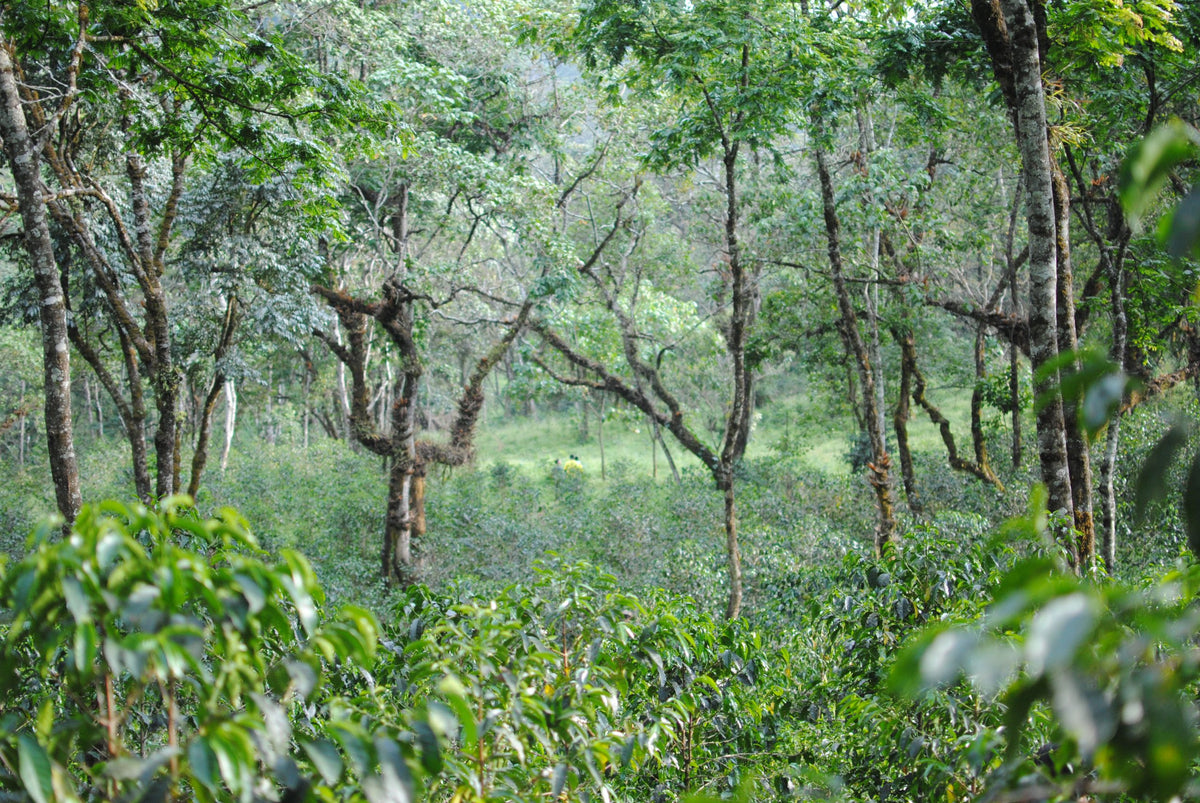 Kossa Geshe Estate Swiss Water Decaf