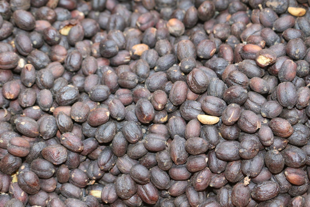 Kossa Geshe Estate Swiss Water Decaf