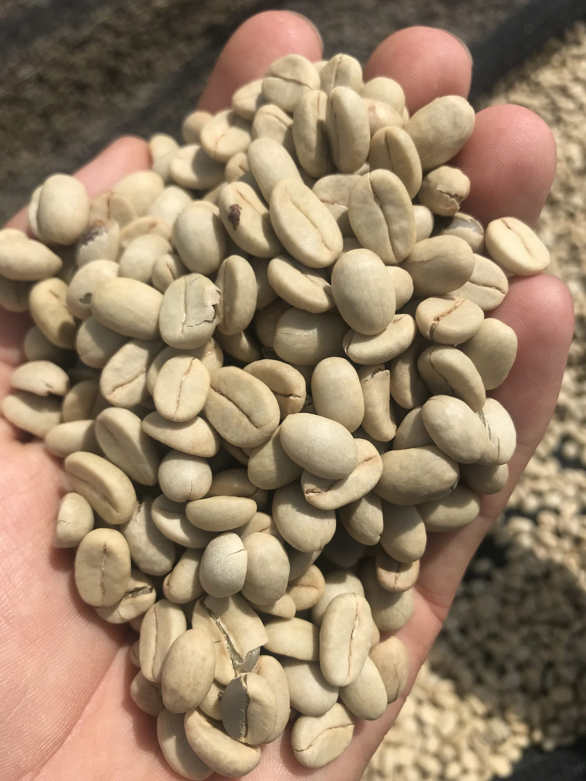 Kinini Village Natural 2022