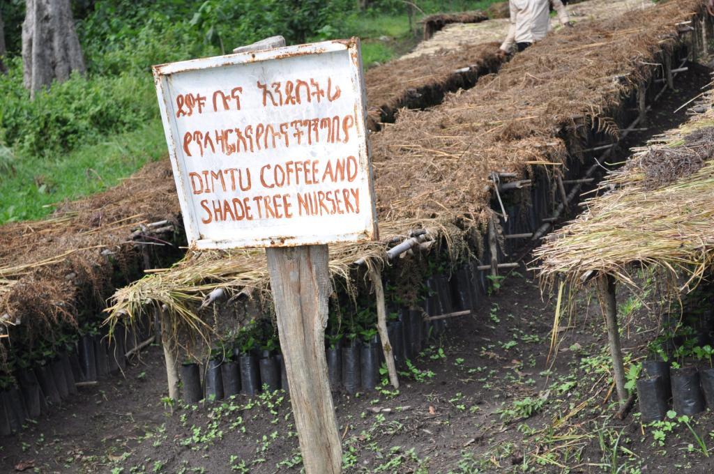 Dimtu Coffee Industry, PLC